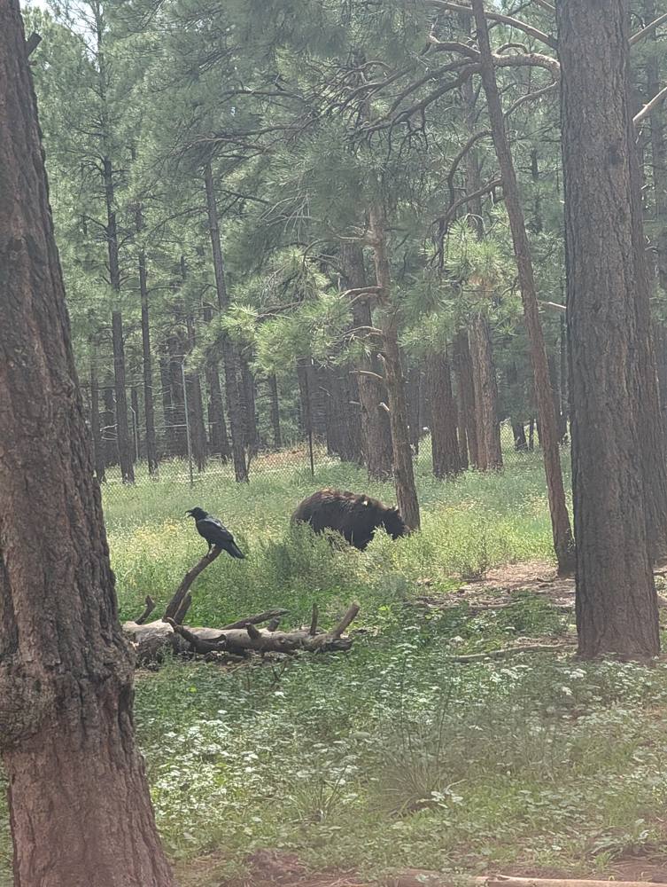 Bison in the forest with ravens nearby