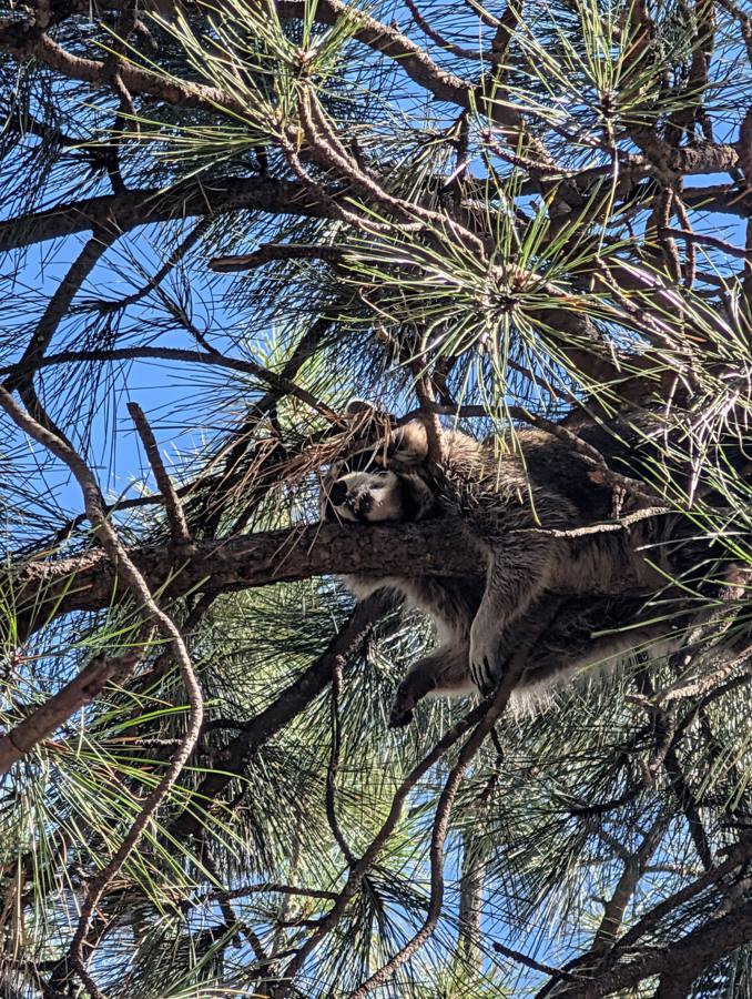 A raccoon draped over a pine branch like a napping bear cub