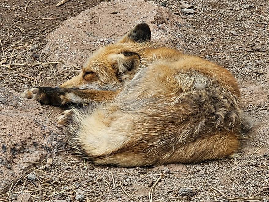 A fox curled up asleep in the dirt