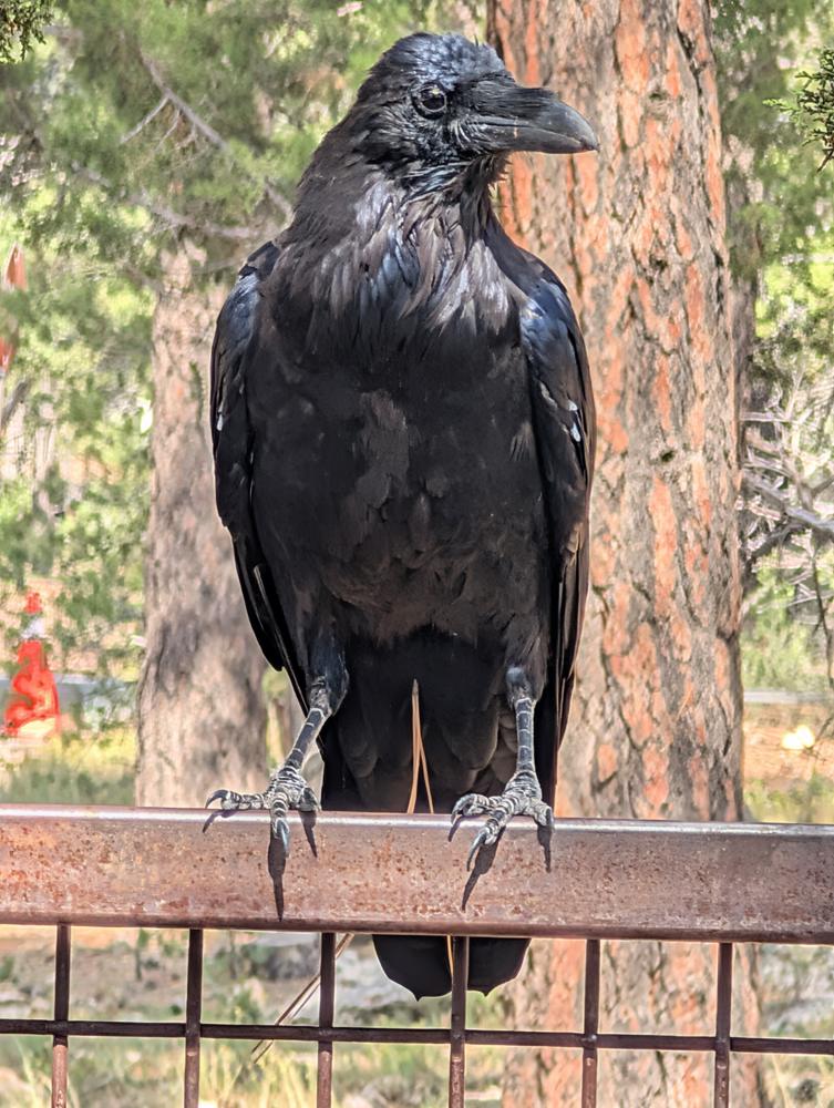A large raven perched on a railing, facing the camera