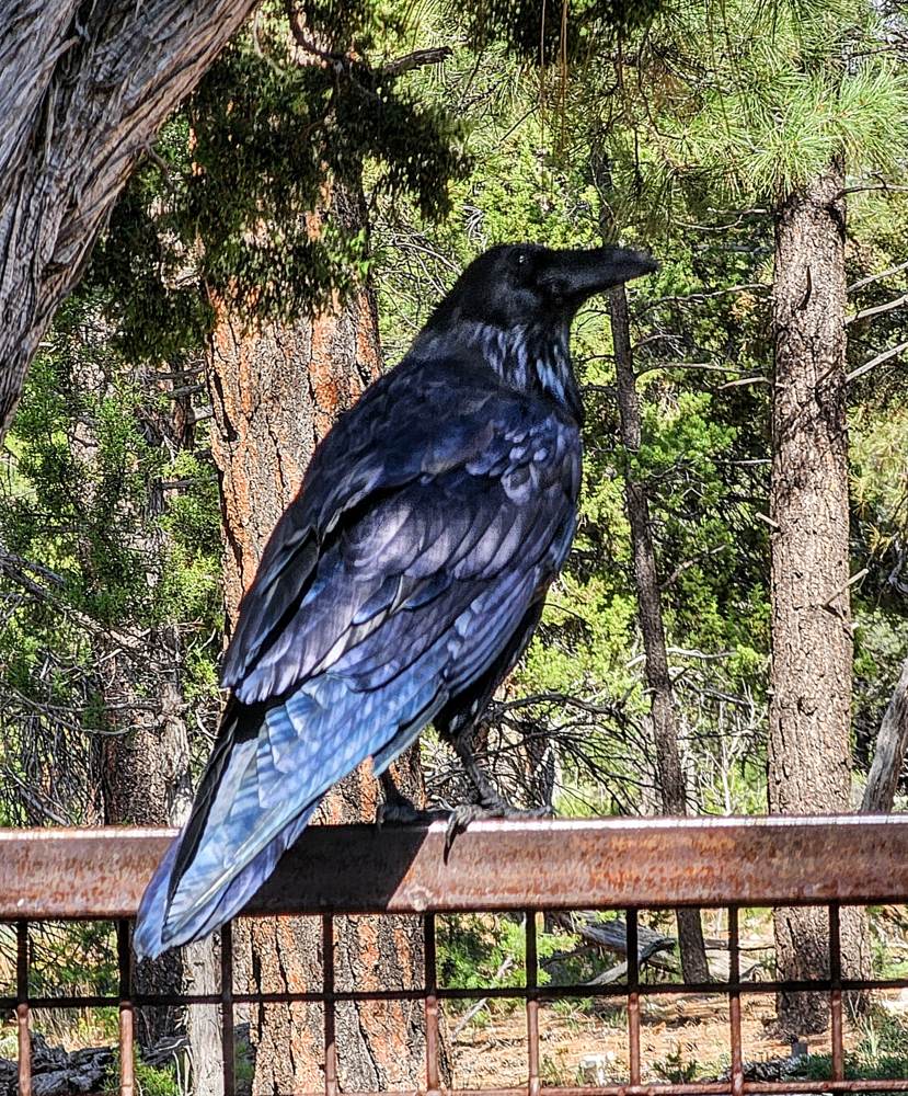 A raven perched in a juniper, feathers iridescent