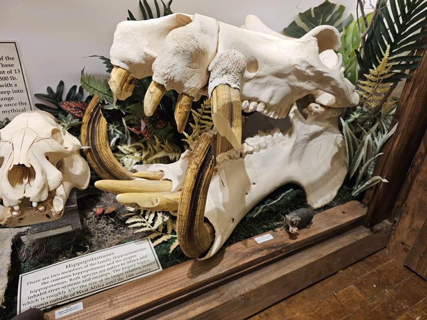 Saber-toothed skulls in a display case
