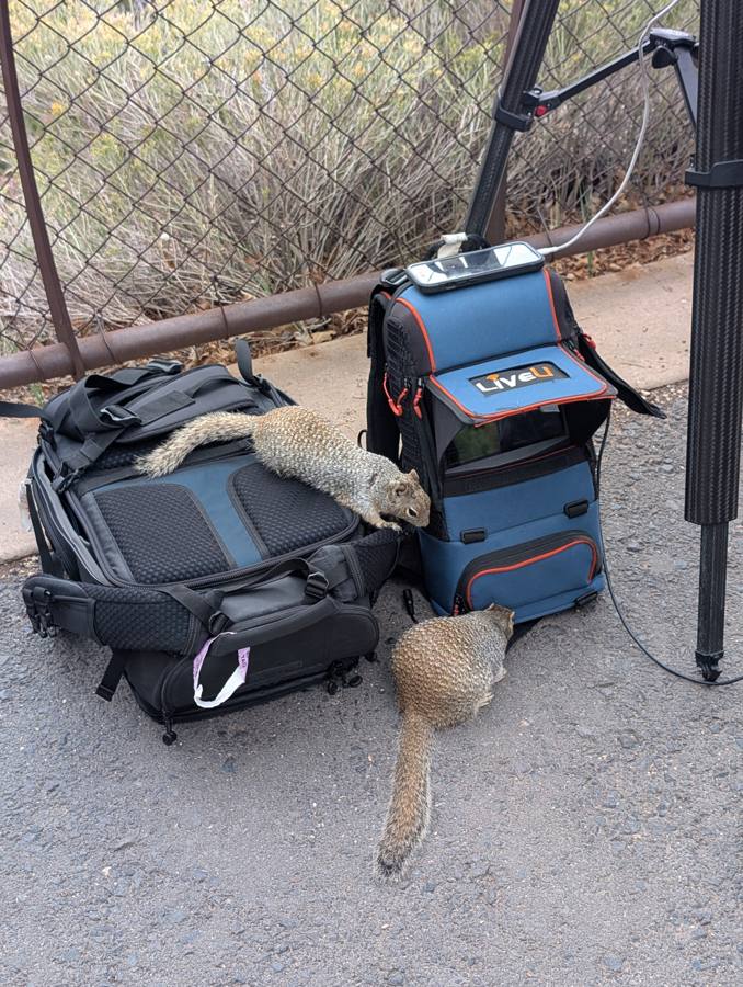 Squirrels climbing on backpacks